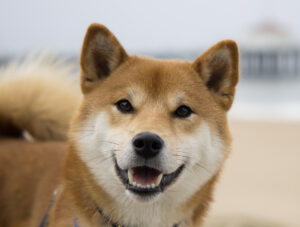 shiba inu fanciers of northern california