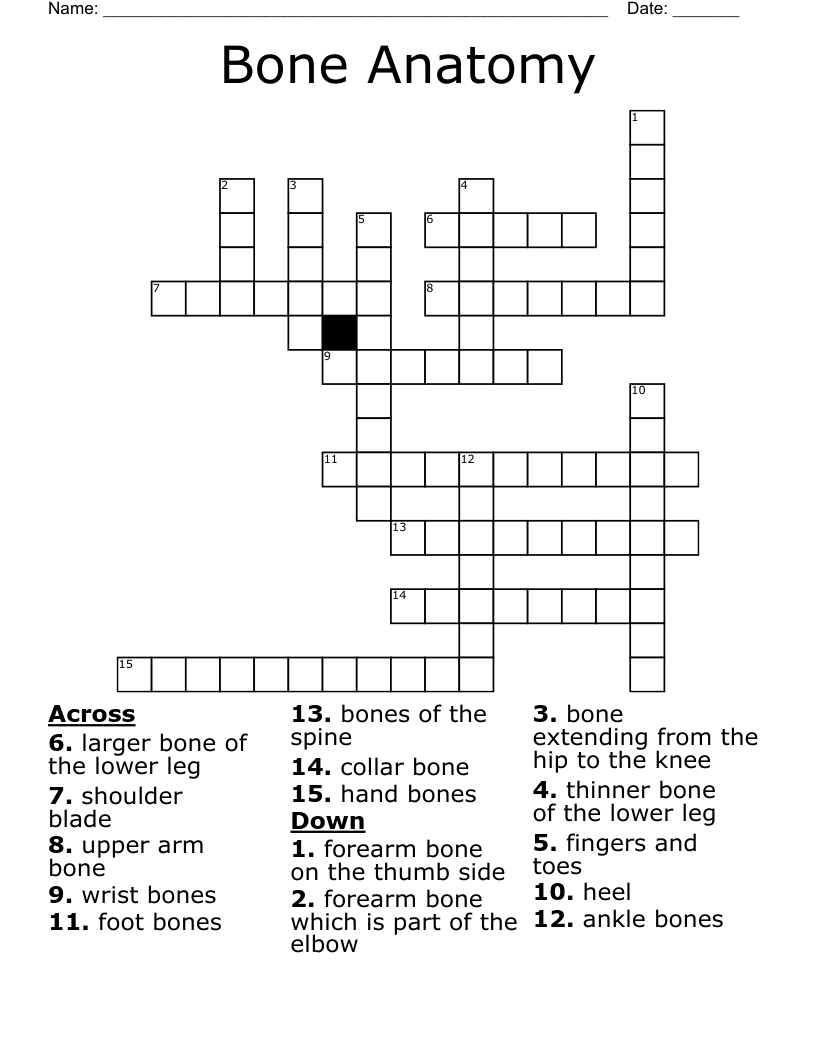 forearm bone crossword clue