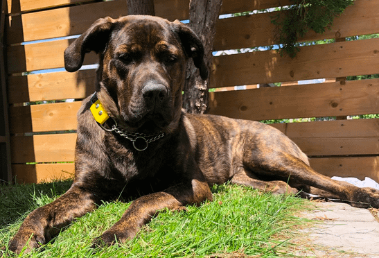 king corso rottweiler mix