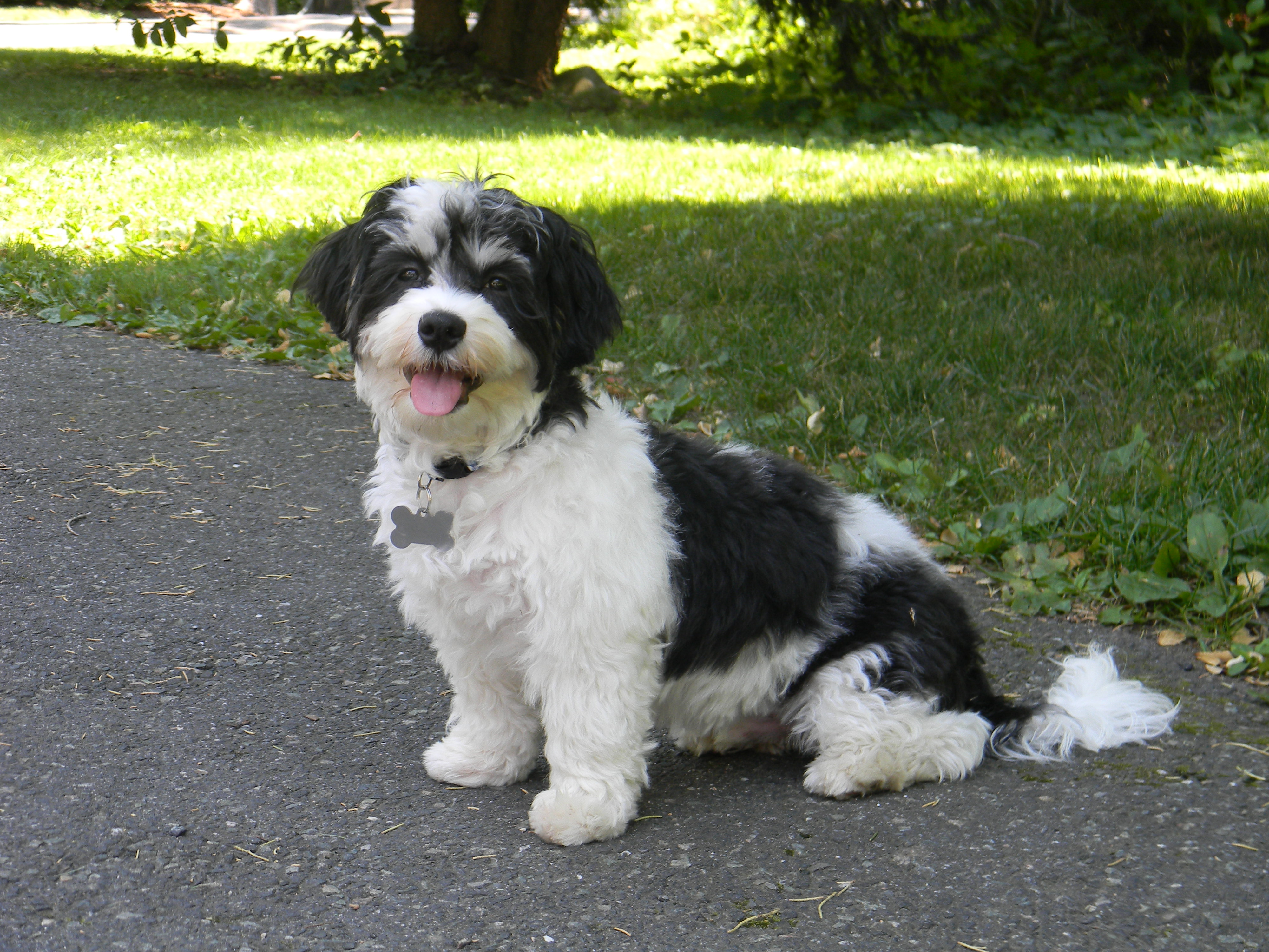 full grown havanese