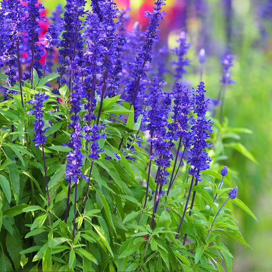 seeds salvia divinorum