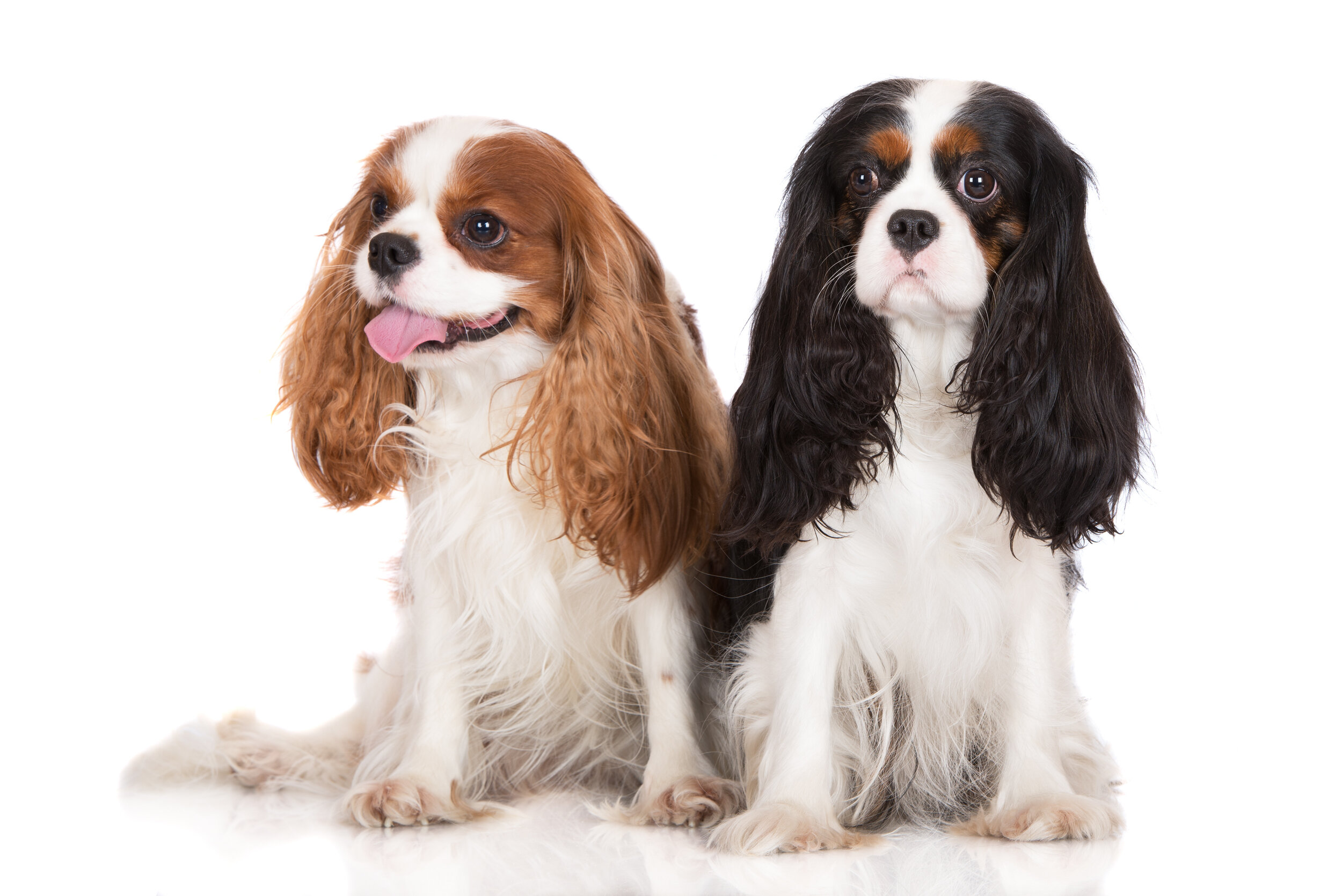 cavalier charles spaniel rescue