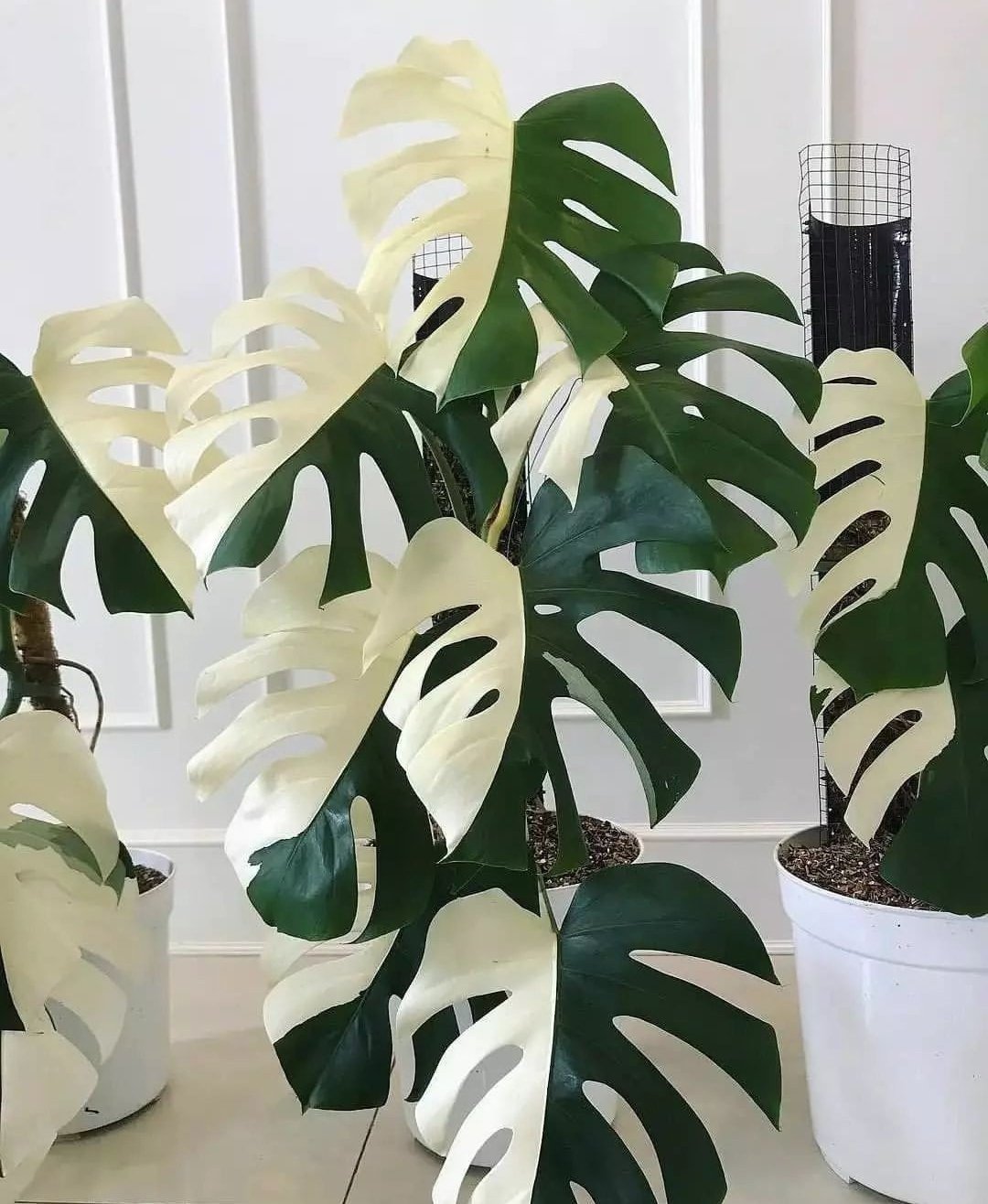 half moon monstera