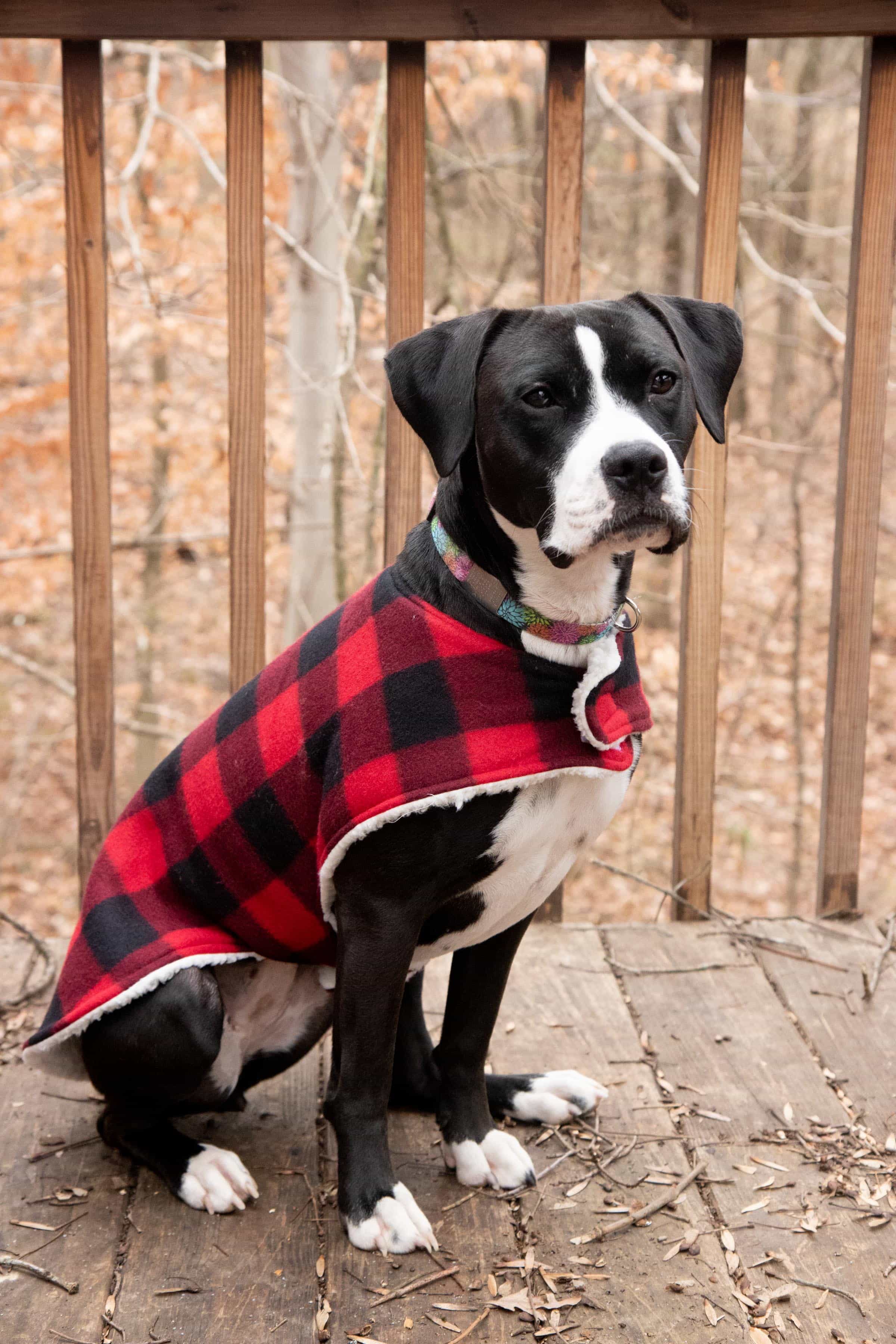 patterns for dog coats