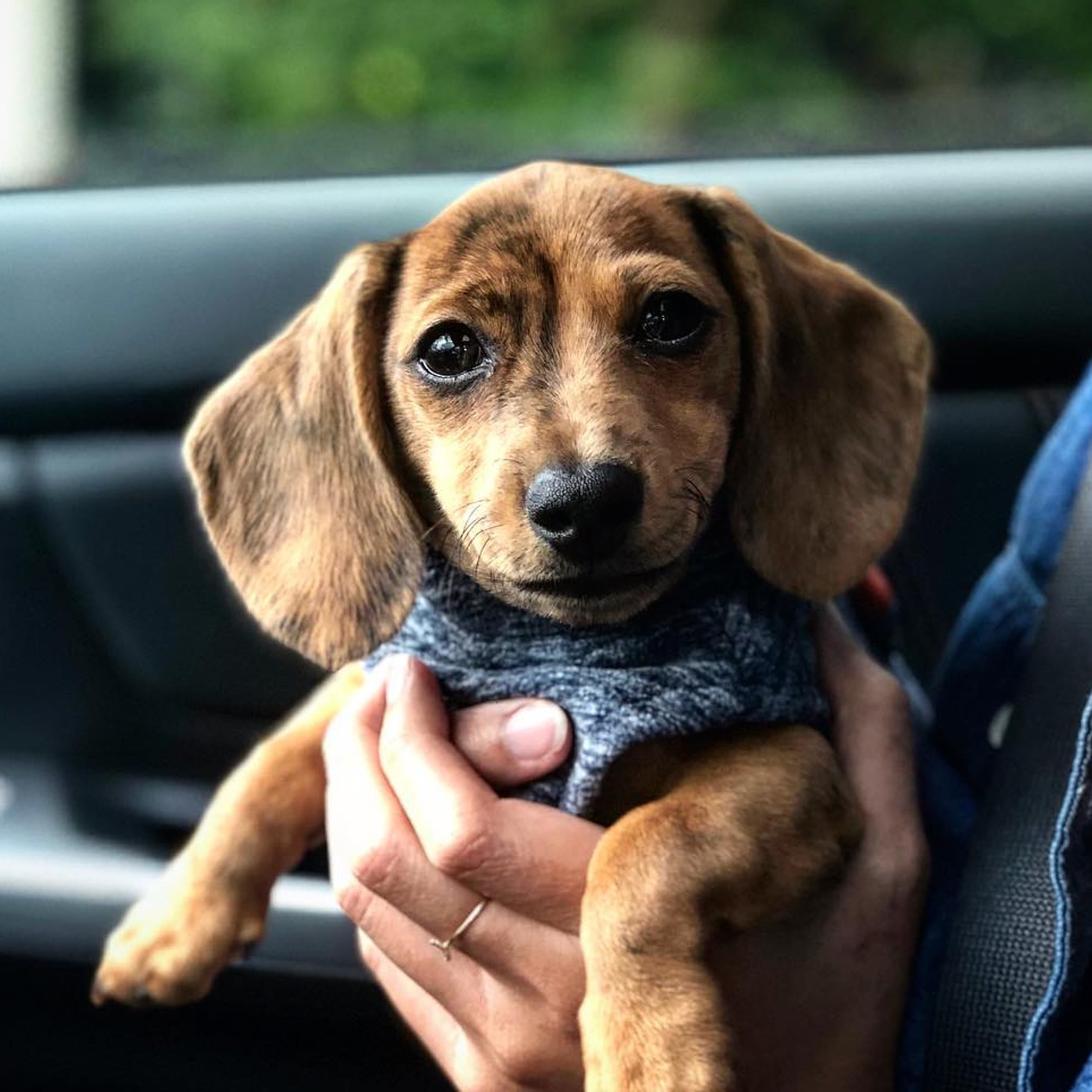 cute dachshund