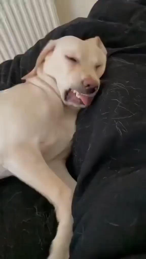 dog sleeping meme