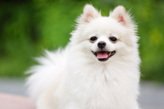 white pomeranian