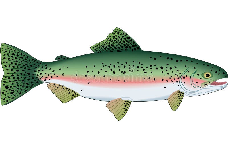 rainbow trout clipart