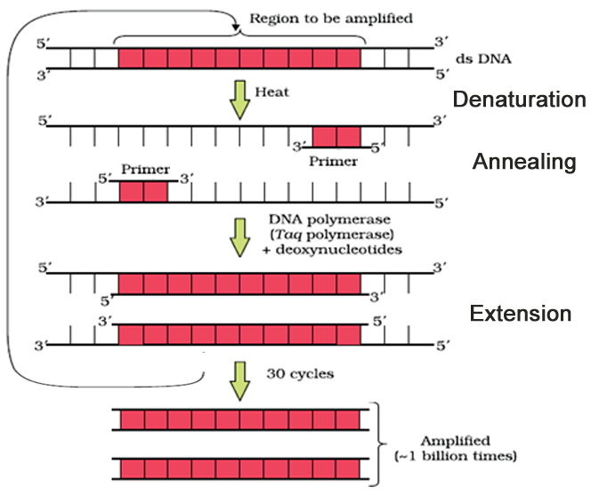 pcr diagram ncert