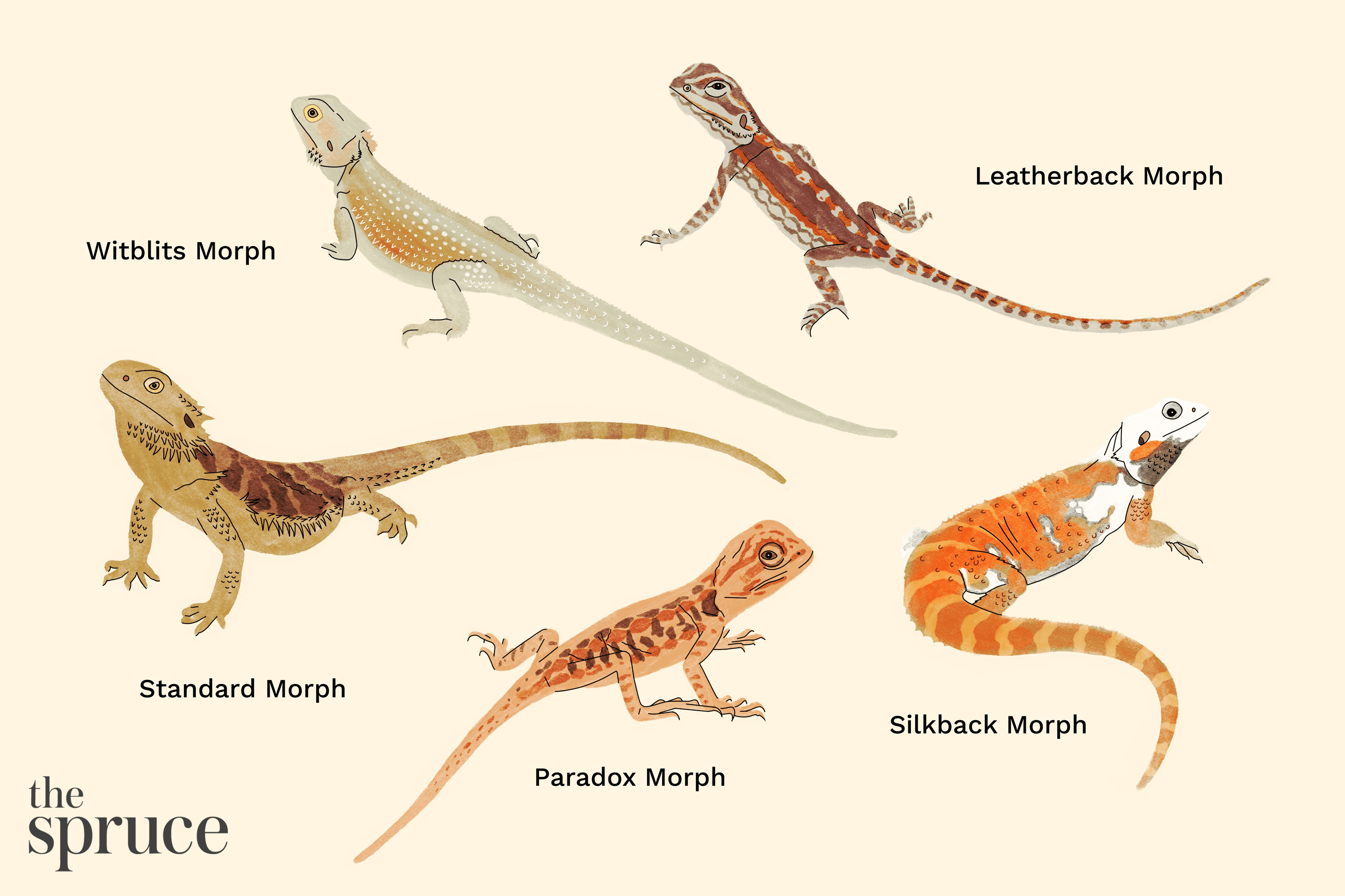 types of bearded dragon