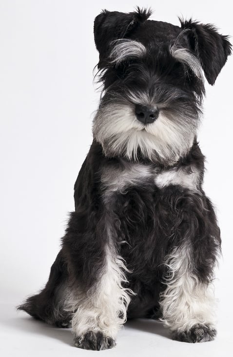 buying a schnauzer puppy