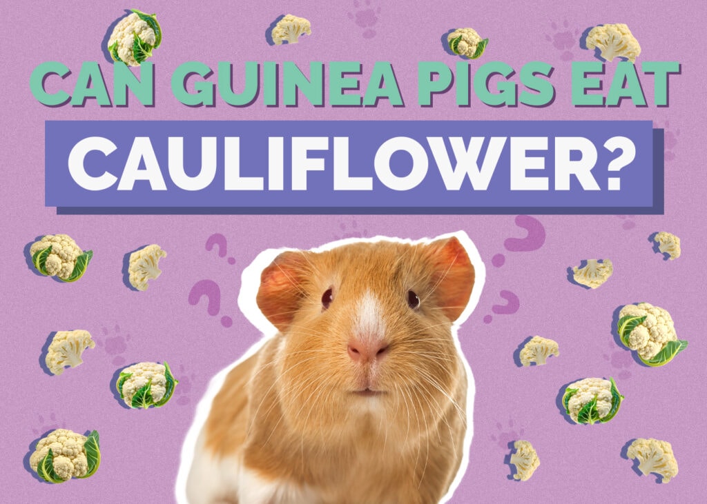 do guinea pigs eat cauliflower