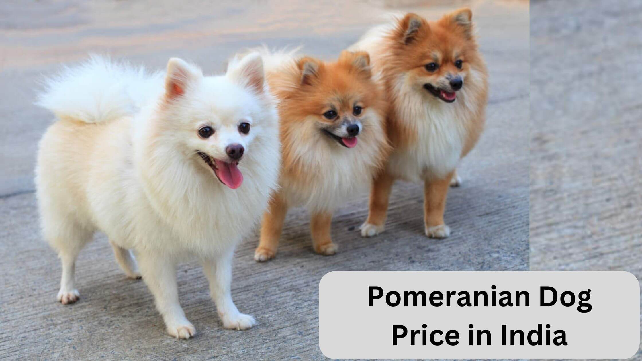 pomeranian dog price