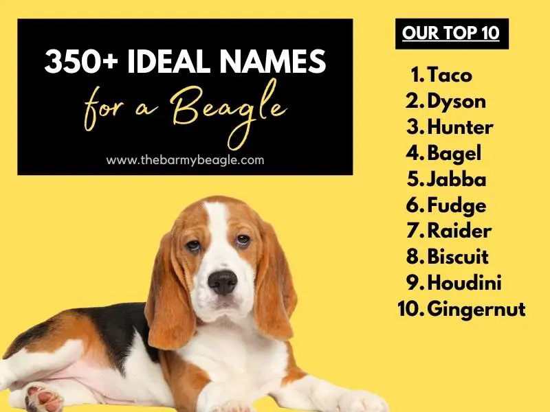 funny beagle names
