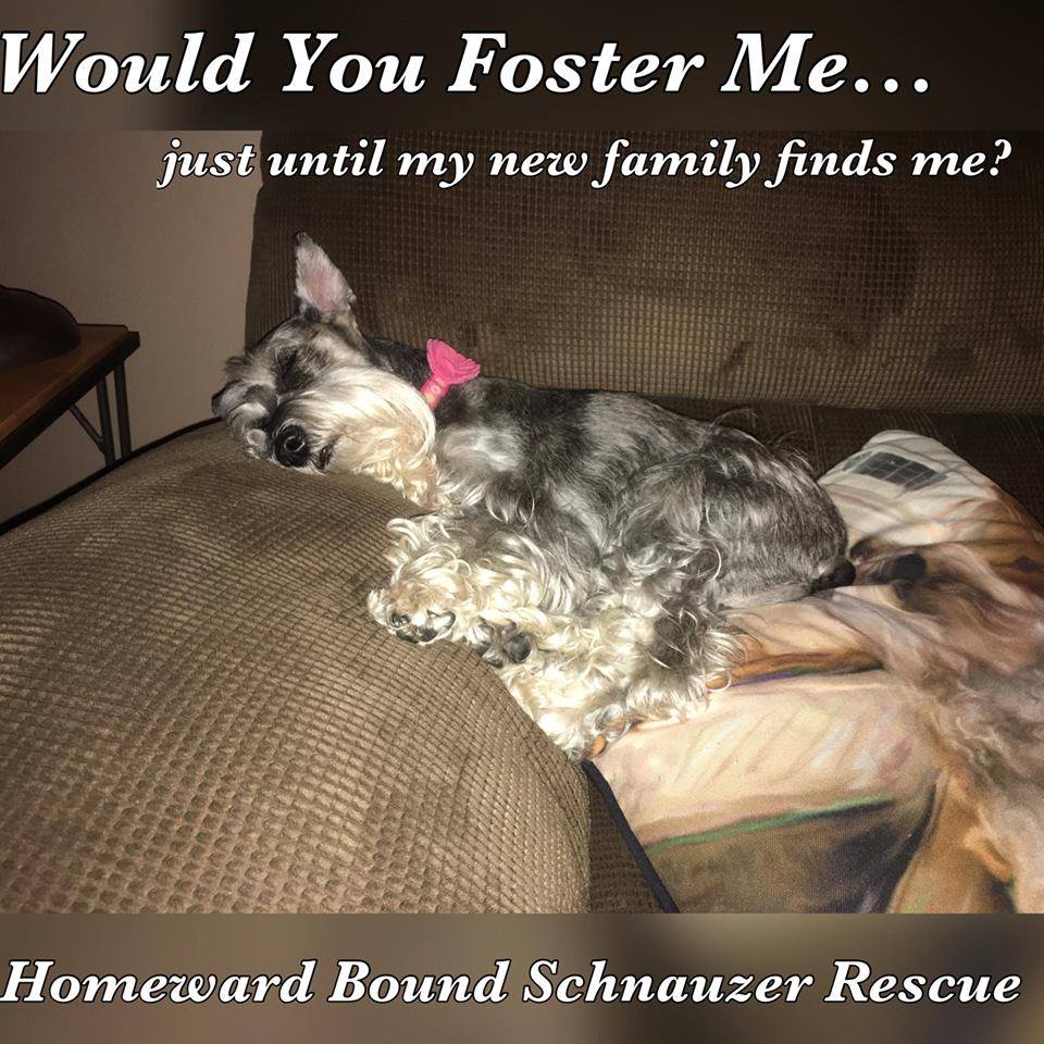 homeward bound schnauzer rescue