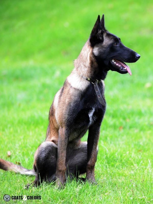 black malinois