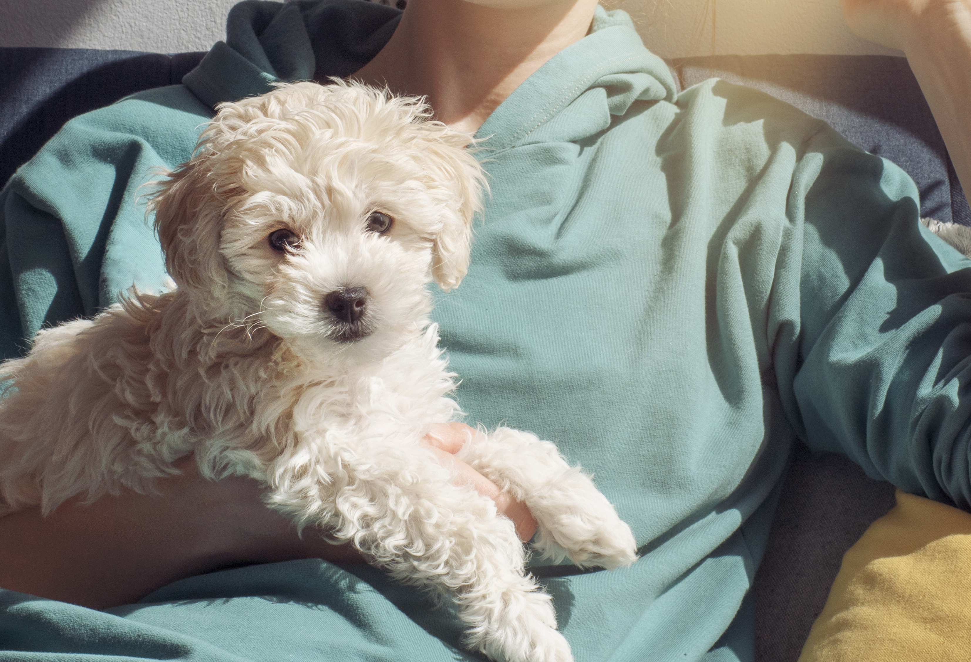 short hair maltipoo haircuts