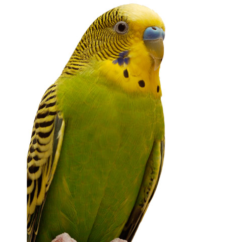 parakeet noises