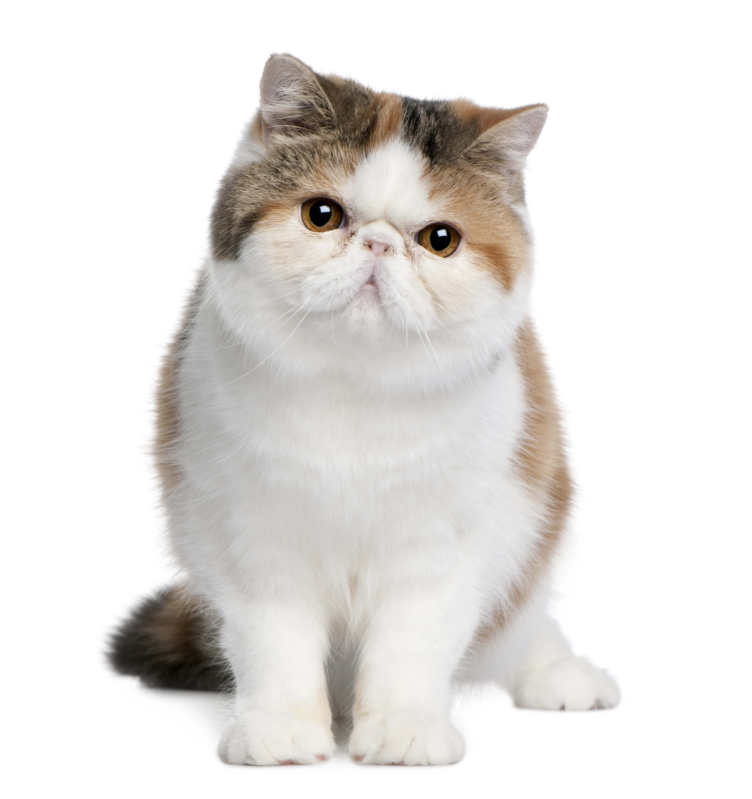 exotic shorthair price