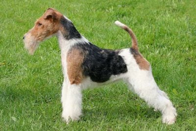 wire fox terrier for sale