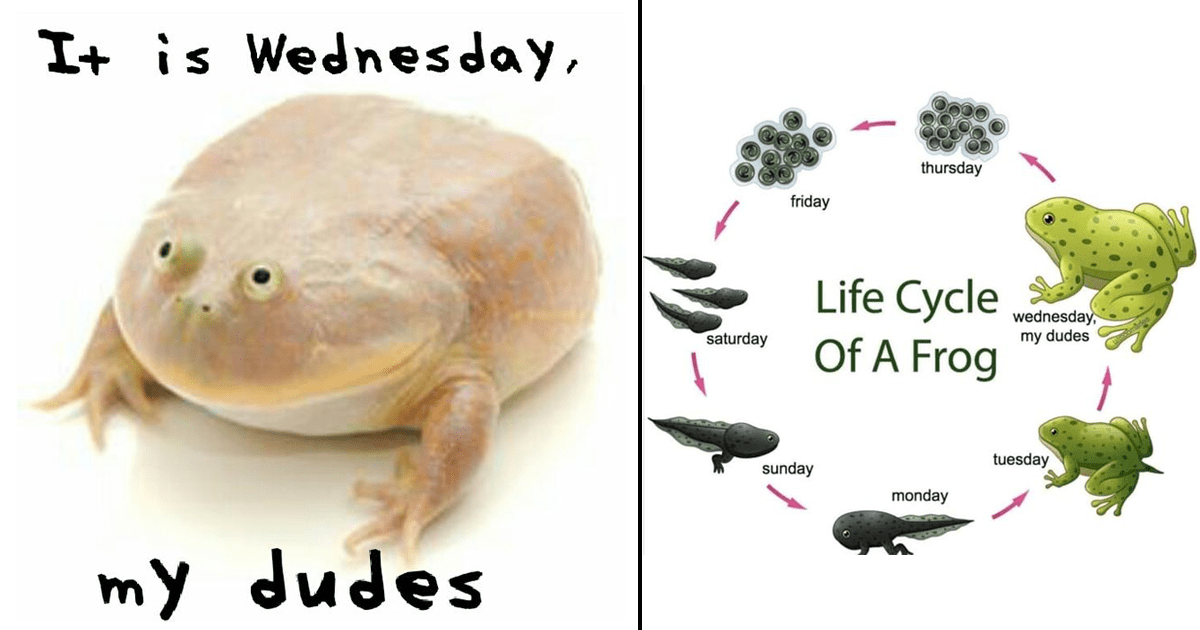 its wednesday my dudes frog
