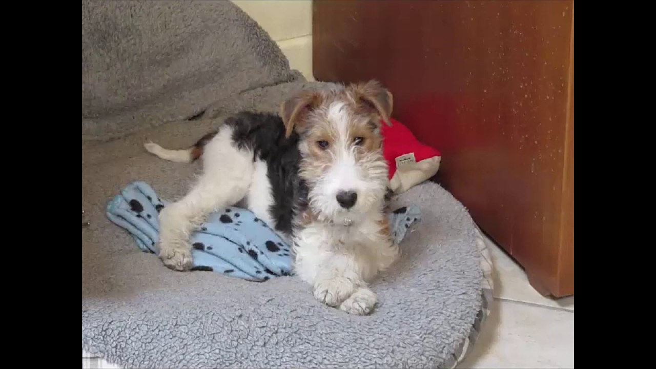 wire fox terrier looking for new home