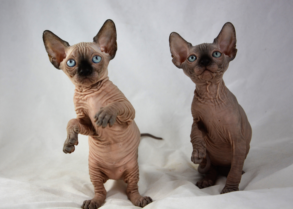 sphynx kittens for sale