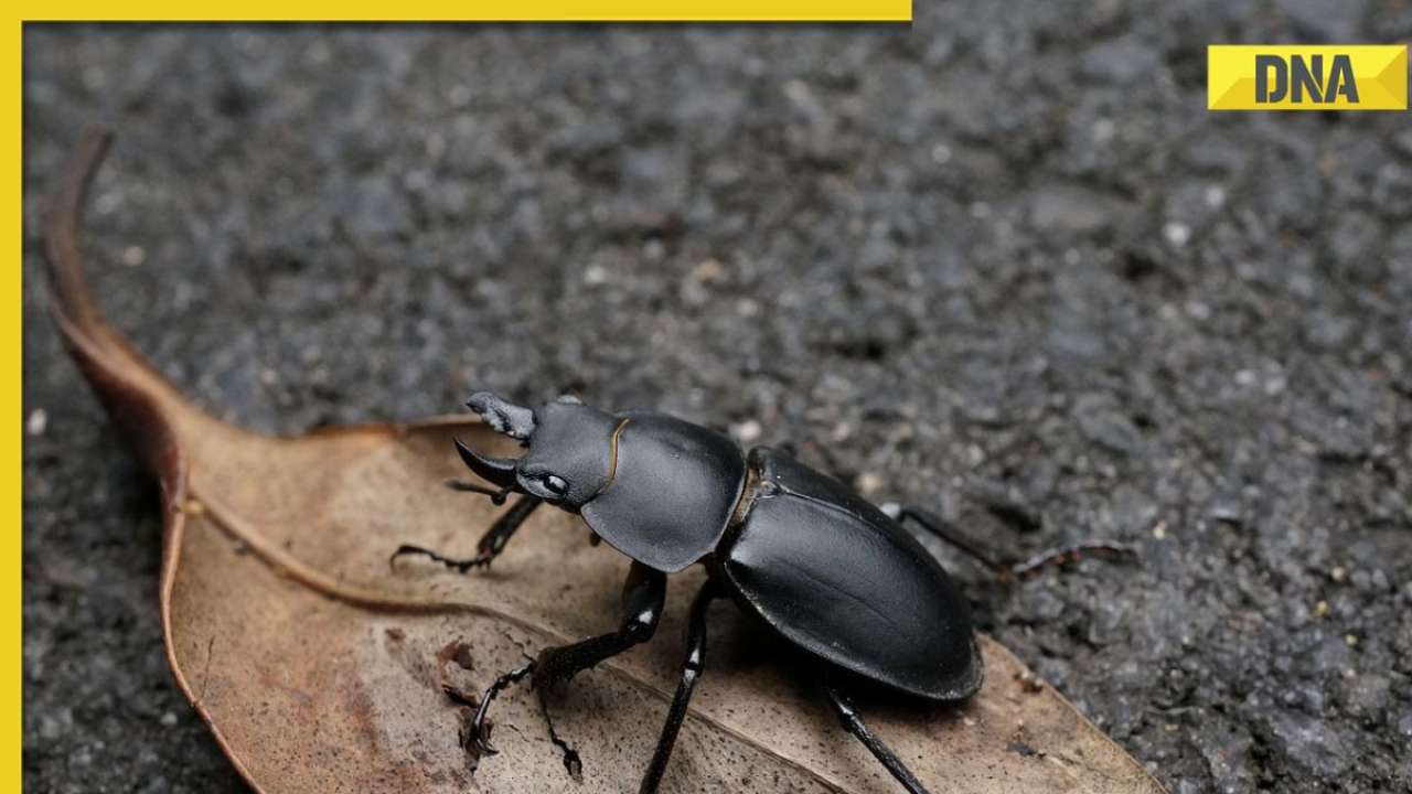 beetle insect price in india