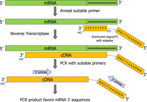 race rapid amplification of cdna ends