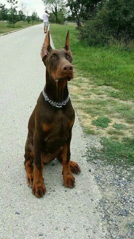 chocolate doberman