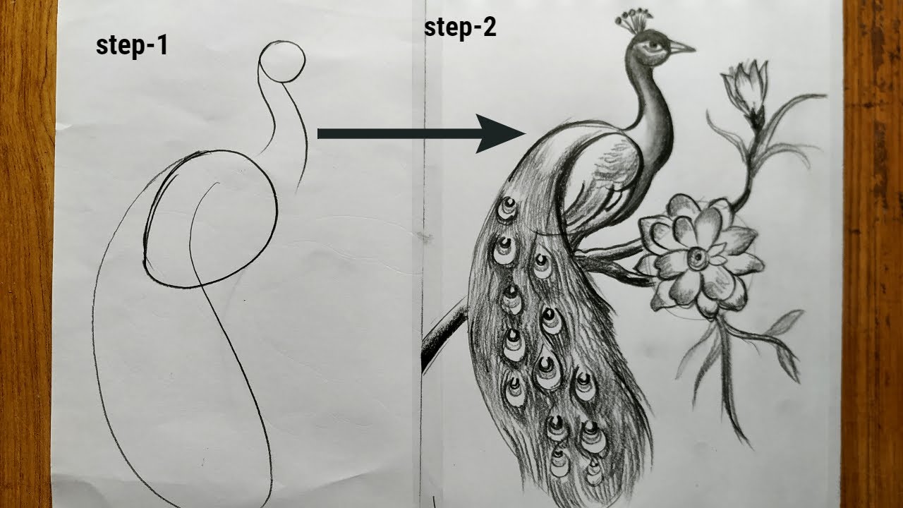 sketch drawing of peacock