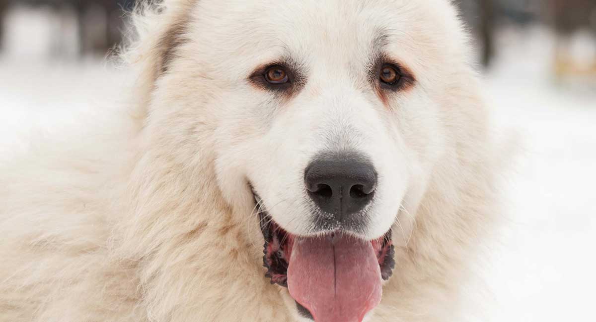 pyrenean mastiff price