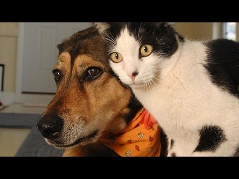 funny cats and dogs