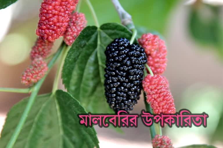 mulberry meaning in bengali