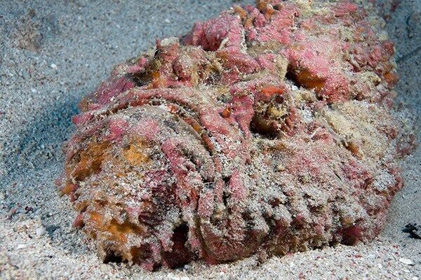 stonefish wiki