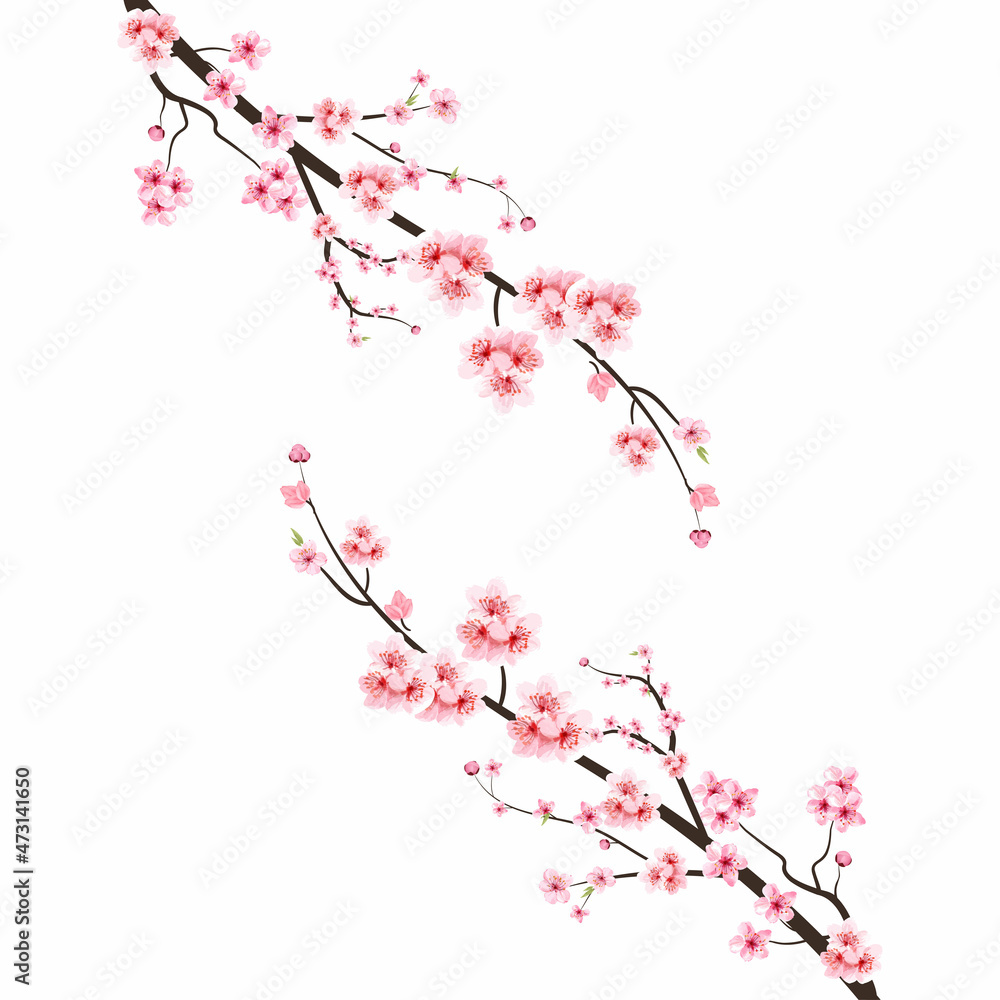 cherry blossom vector