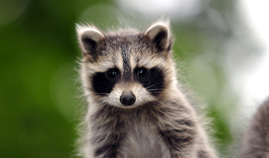 imagenes de mapaches tiernos