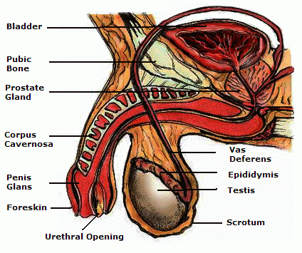 ingilizce penis ne demek