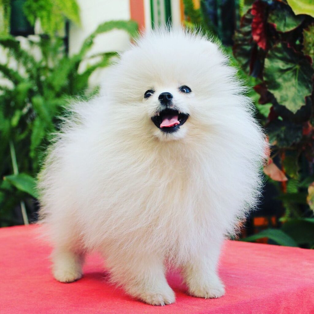 pomerania toy precio