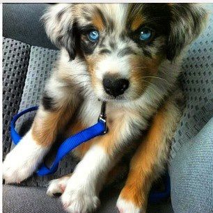 husky mixed golden retriever