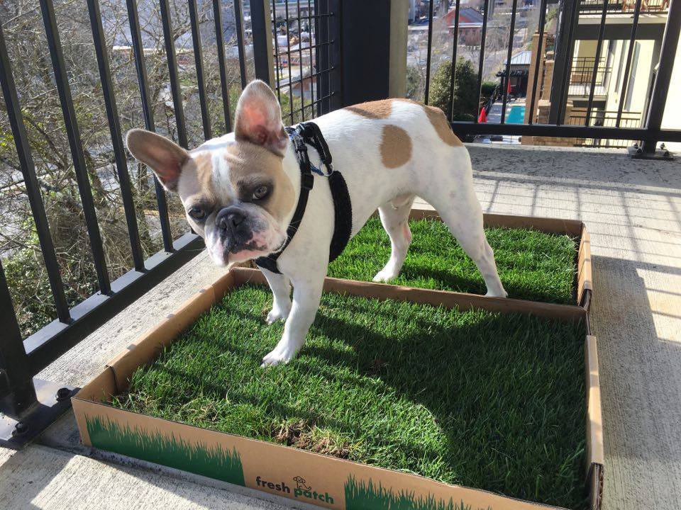 grass for dogs balcony