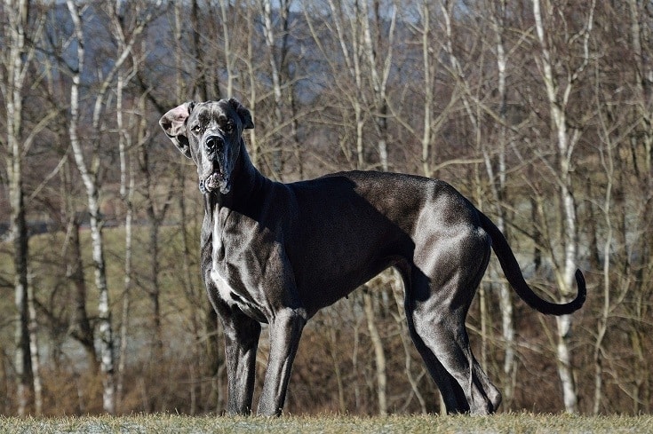 price great dane