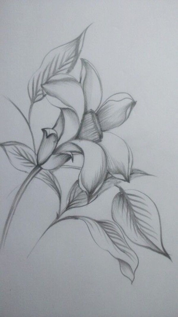 pencil sketch drawing flowers