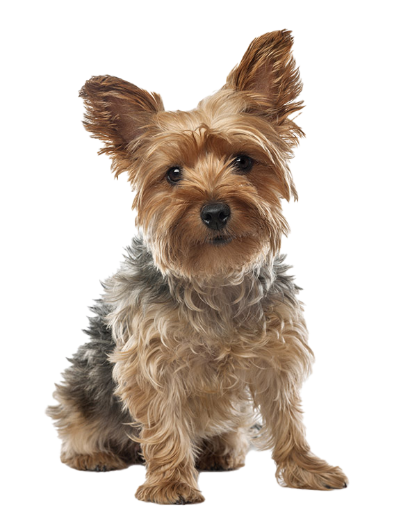 pictures of yorkshire terrier dogs