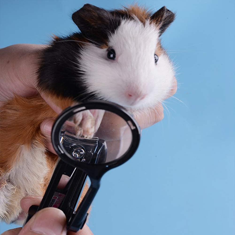 nail clippers for guinea pigs