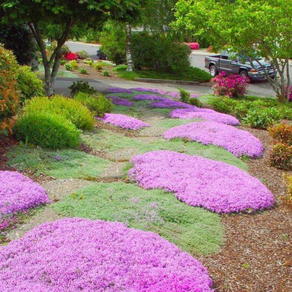 red creeping thyme seeds canada