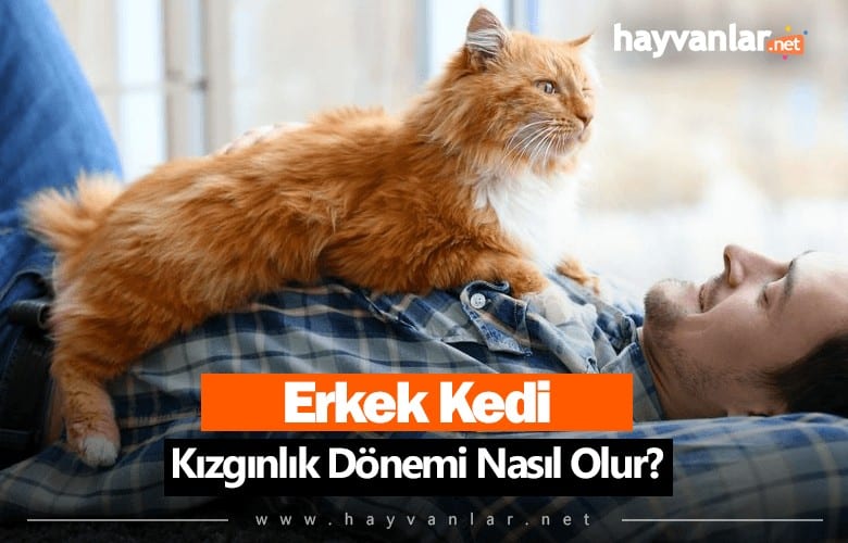 tekir erkek kedi kızgınlık dönemi