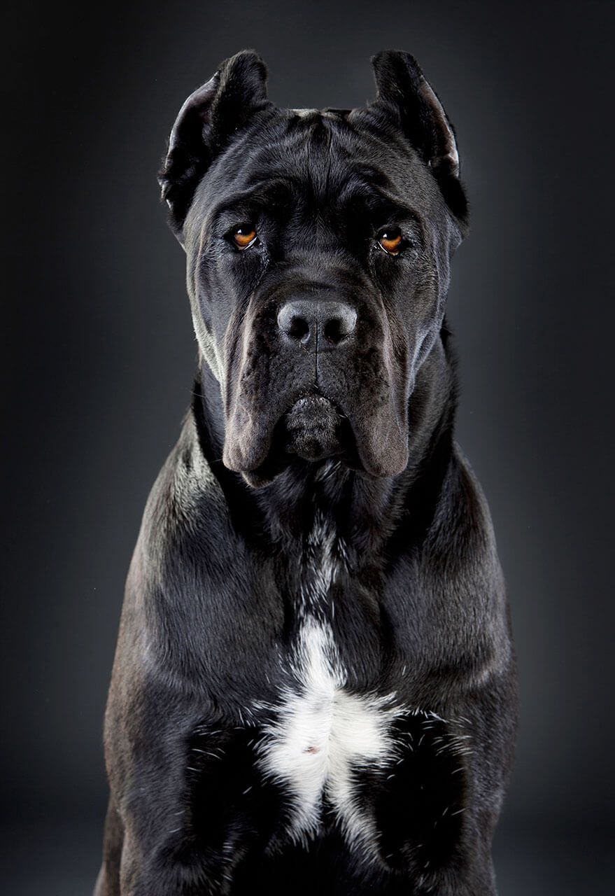 italian cane corso names