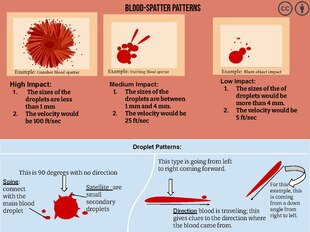 majors path blood collection