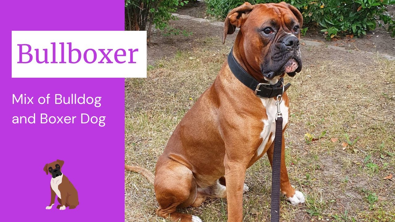 boxer bulldoggen mix